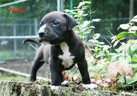 Pitbull puppies for sale knoxville tn - About. Discussion. Featured. Events. Media. It is the mission of East TN Pit Bull Rescue to educate on the true nature of the Pit Bull dog in an effort to restore the breed’s reputation - as we offer sanctuary to homeless and abandoned Pit...